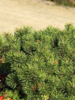 Pinus mugo pumilio, Zwerg-Latsche