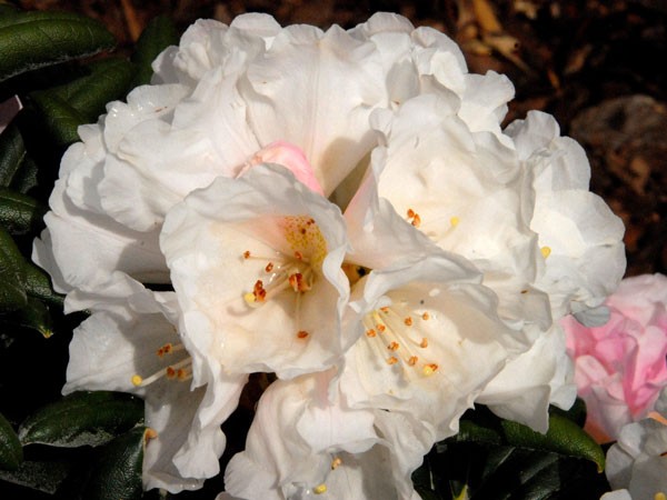 Rhododendron Koichiro Wada