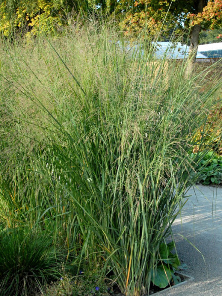 Panicum virgatum &#039;Cloud Nine&#039;, Riesen Ruten-Hirse, Zier-Hirse