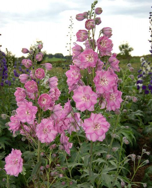 Delphinium Pacific 'Astolat' - Pacific-Rittersporn | Häußermann Stauden Und Gehölze
