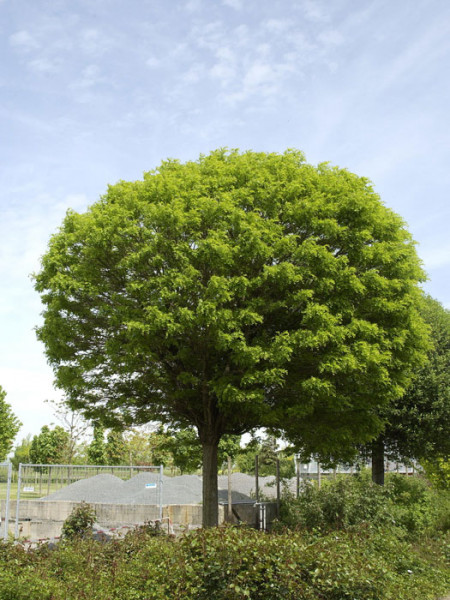 Robinia pseudo. &#039;Umbraculifera&#039;, Kugel-Robinie - Hochstamm