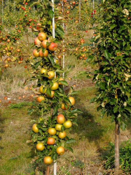 Säulenapfel &#039;Rondo&#039; ®, Malus domestica &#039;Rondo&#039;