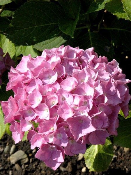 Bauernhortensie Bouquet Rose Blüte