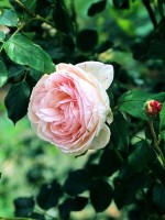 Rose Heritage ® - Austin