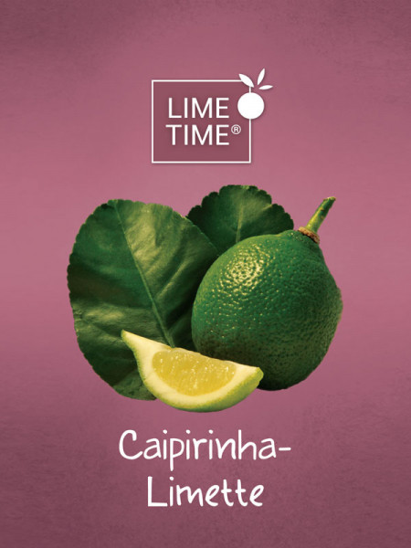 Limettenbaum &#039;Caipirinha-Limette&#039; - Lime Time®