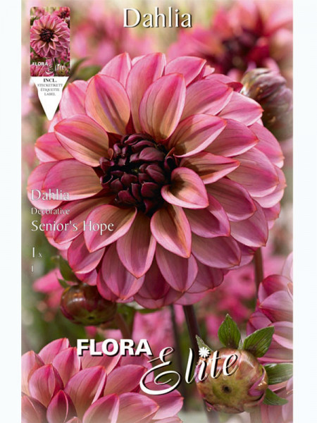 Schmuck-Dahlie 'Senior's Hope', Dahlia (Art.Nr. 5201952)