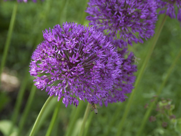 Allium senescens 'Millenium', Zierlauch