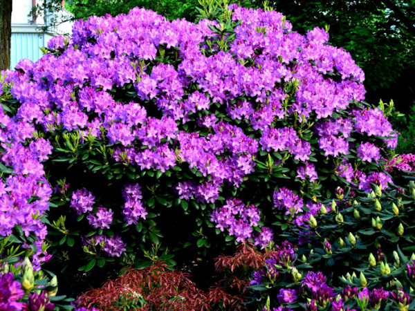 Rhododendron &#039;Roseum Elegans&#039;