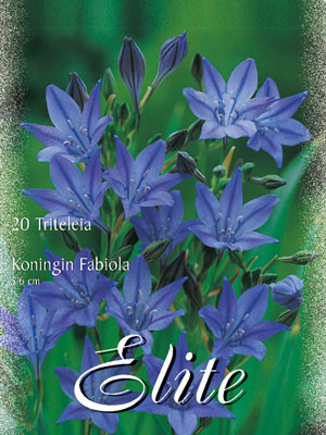 Frühlingsstern &#039;Königin Fabiola&#039;, Titeleia (Art.Nr. 597394)