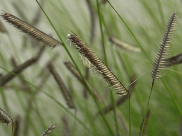 Bouteloua gracilis (M), Moskitogras, Haar-Schotengras