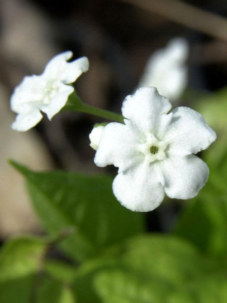 Omphalodes verna &#039;Alba&#039;, Weißes Gedenkemein, Nabelnüsschen