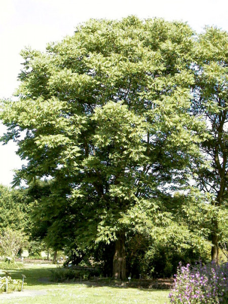 Chinesischer Gemüsebaum &#039;Toona sinensis&#039;