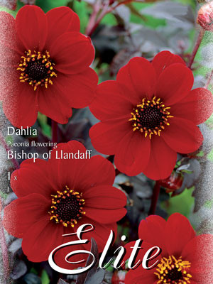 Duplex-Dahlie &#039;Bishop of Llandaff&#039;, Dahlia (Art.Nr. 520691)