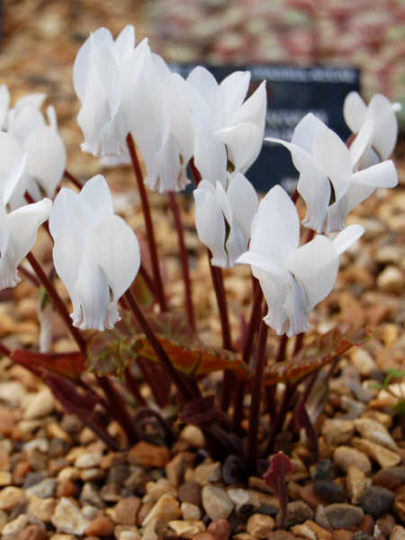 Cyclamen coum &#039;Album&#039;, (Garten-) Frühlingsalpenveilchen