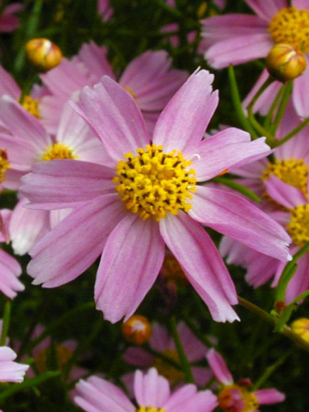 Die Blüte des rosa Mädchenauges