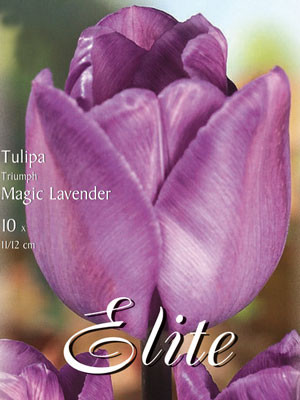 Triumph-Tulpe &#039;Magic Lavender&#039; (Art.Nr. 595237)