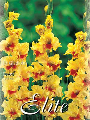 Großblumige Gladiole 'Jester', Gladiolus (Art.Nr. 521266)