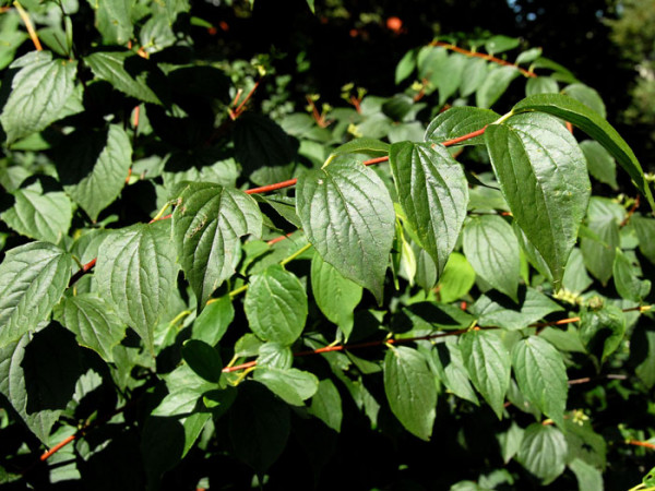 Bauernjasmin Blatt