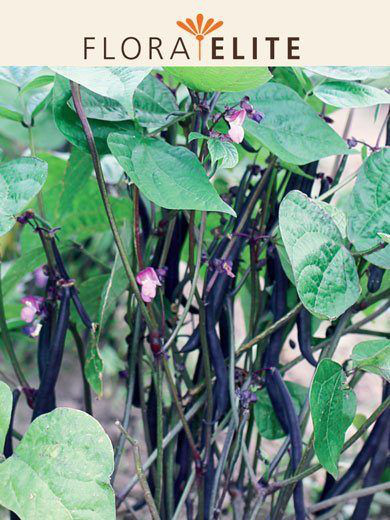 Buschbohne 'Purple King' (Art.Nr. 27065)