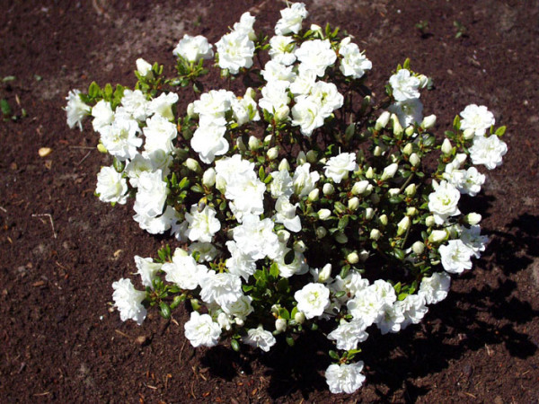 Rhododendron obtusum &#039;Schneeperle&#039;, wintergrüne japanische Zwergazalee