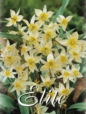 Botanische Tulpen "turkestanica"(Art.Nr. 595690)