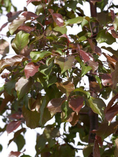 Malus sargentii &#039;Rudolph&#039;, Zierapfel - Hochstamm