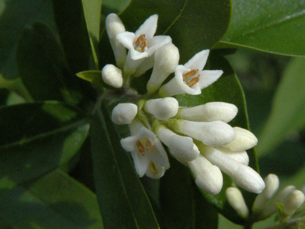 Ligustrum obtusifolium regelianum, Flächen-Liguster