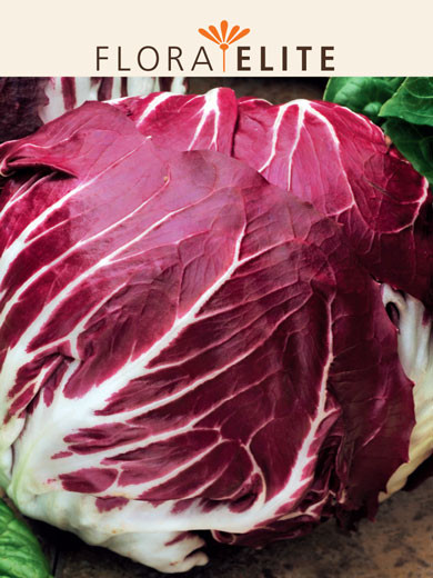 Radicchio 'Palla rossa3' (Art.Nr. 21510)