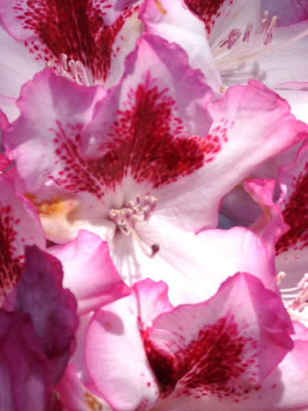 Rhododendron &#039;Hachmanns Charmant&#039;