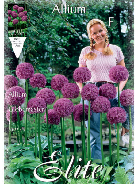 Allium &#039;Globemaster&#039; (Art.Nr. 596306)