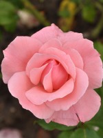 Rose The Queen Elizabeth Rose® - Germain's Speed & Plant