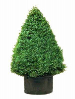 Buchsbaum-Kegel, Buxus