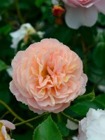 Rose Sangerhäuser Jubiläumsrose ® - Kordes