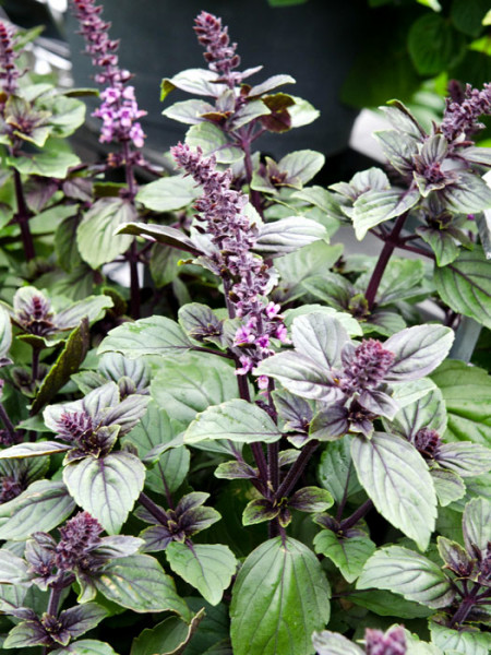 Strauch-Basilikum, Ocimum basilicum &#039;Magic Mountain&#039;