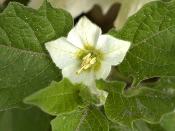 Physalis franchetii, Lampionblume, Blasenkirsche