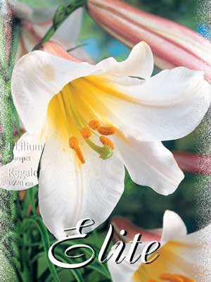 Trompeten-Lilien-Hybride &#039;Regale&#039;, Lilium (Art.Nr. 521752)