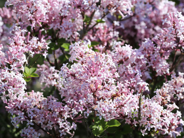 Syringa patula &#039;Miss Kim&#039;, Samtflieder