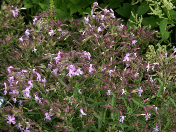 Saponaria x lempergii &#039;Max Frei&#039;, Sommer-Seifenkraut