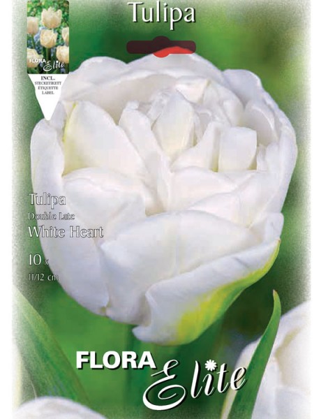 Gefüllte späte Tulpe &#039;White Heart&#039; (Art.Nr. 595419)