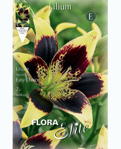 Asiatische Lilie, Lilium &#039;Easy Dance&#039; (Art.Nr. 5970120)