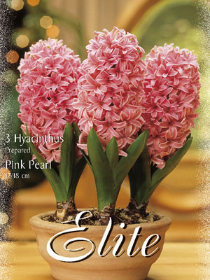 Hyazinthe &#039;Pink Pearl&#039; (Art.Nr. 595028)