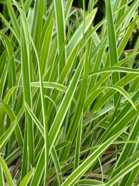 Luzula sylvatica &#039;Marginata&#039;, Gold- oder Gelbrand-Wald-Marbel, Wald-Simse