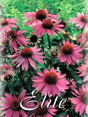 Scheinsonnenhut, Echinacea purpurea (Art.Nr. 521150)