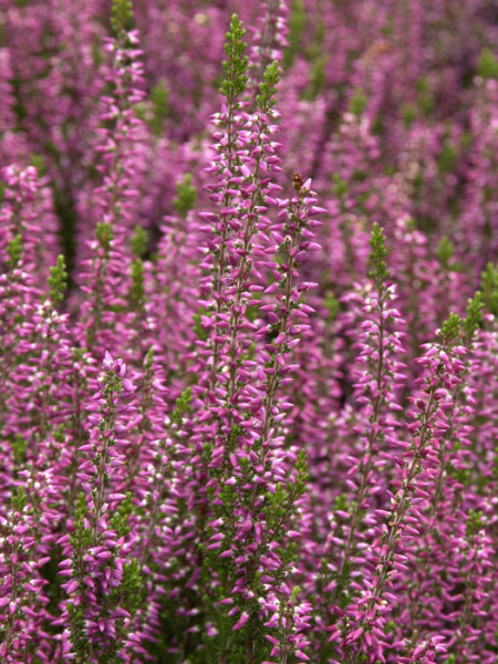 Das rosarote Gardengirl - Die Knospenheide 'Amethyst'