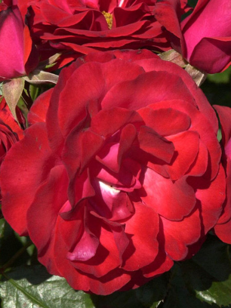 Blüte der Rose Montana