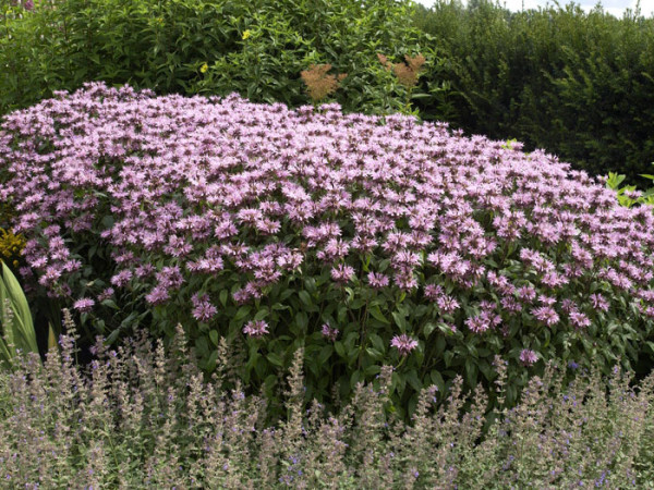 Monarda fistulosa &#039;Beauty of Cobham&#039; (M), Indianernessel