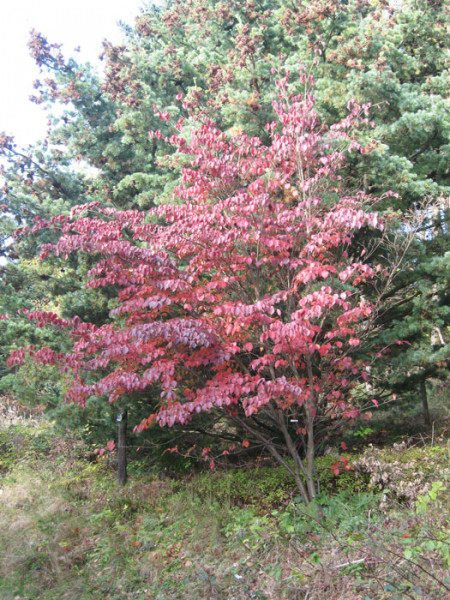 Herbstfärbung des Strauchs