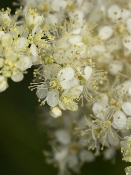 Filipendula ulmaria, Weiße Mädesüß, Spierstaude