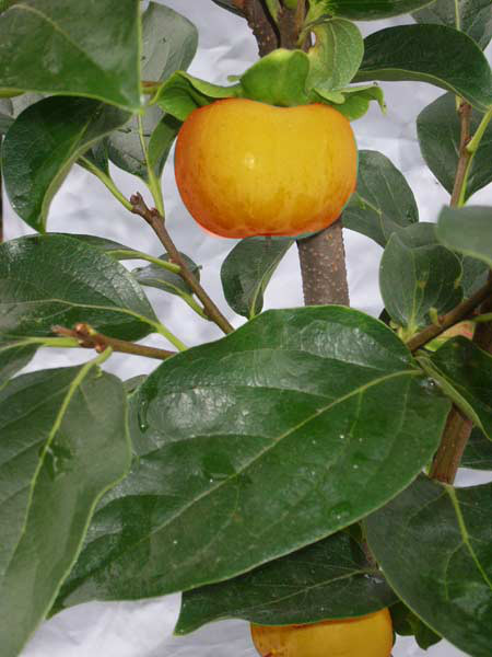 Kaki &#039;Ragno&#039;, Kaki-Baum auch Persimone oder Sharonfrucht