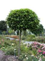 Catalpa bignonioides nana, Kugel-Trompetenbaum - Hochstamm